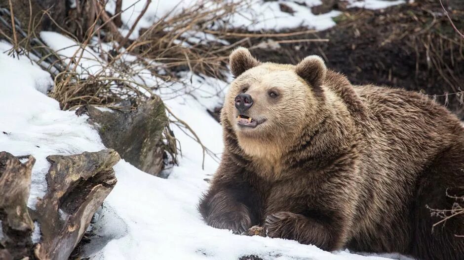 Пробуждение животных. Медведь проснулся. Медведь весной. Медведь просыпается весной.