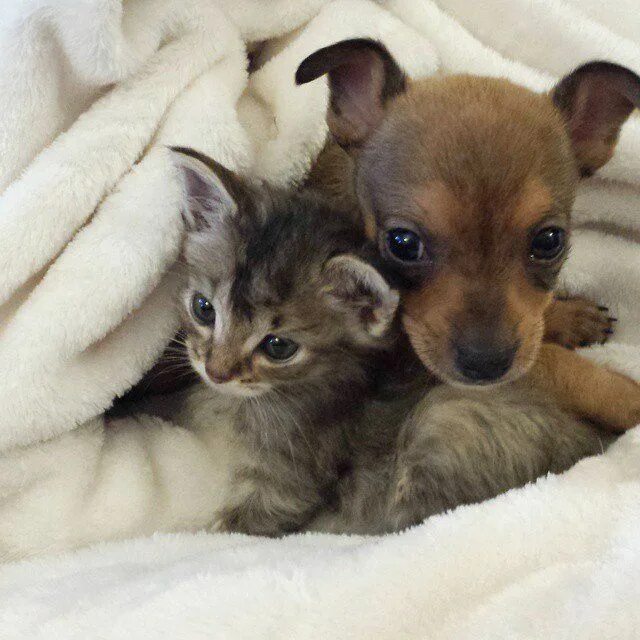 Пазл Castorland Chihuahua Puppy and Kitten (B-51687), 500 дет. - купить в интерн