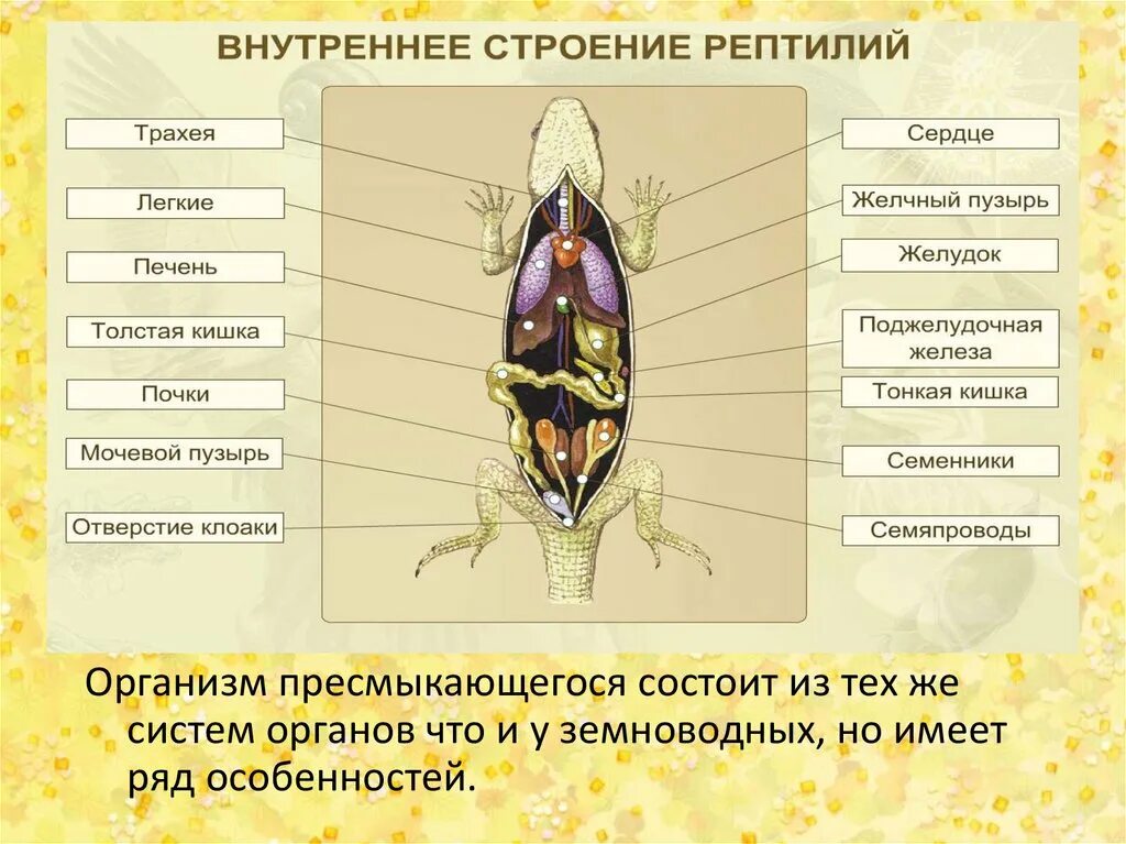 Класс пресмыкающихся внутреннее строение. Внутреннее строение пресмыкающегося биология 7 класс. Внутреннее строение пресмыкающихся схема биология 7 класс. Внутреннее строение ящерицы 7.