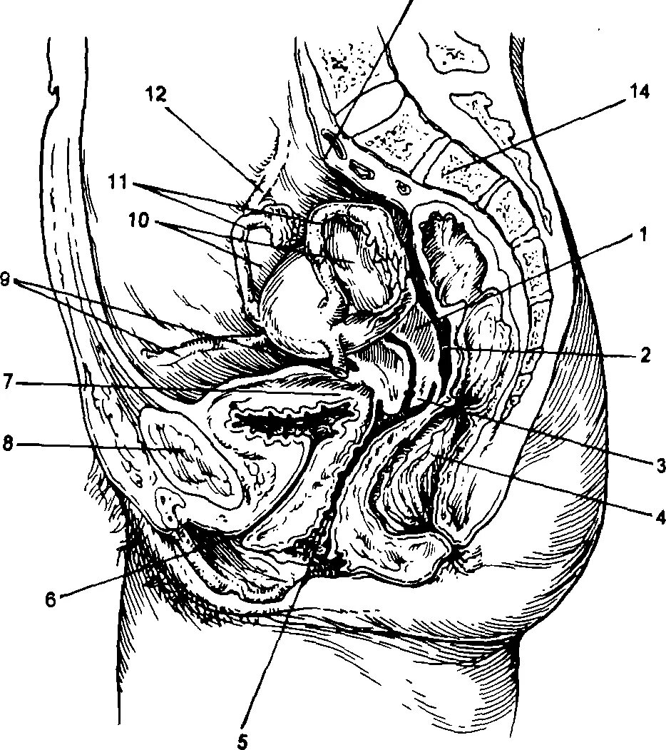 Матка Сагиттальный срез. Анатомия строение органов малого таза. Матка малый таз анатомия. Строение влагалища сбоку. 10 женских органов