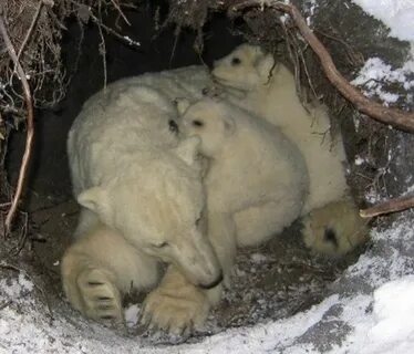 Спячка белого медведя зимой