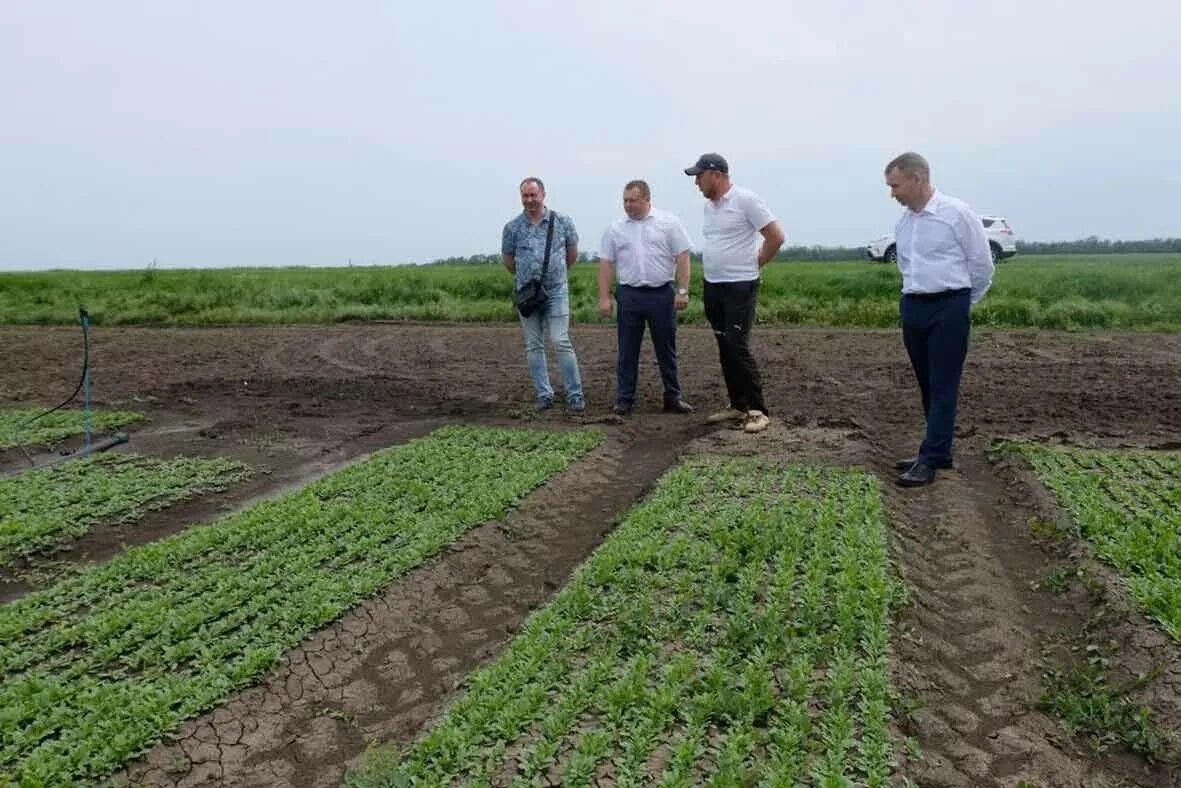 Земледелие на кубани