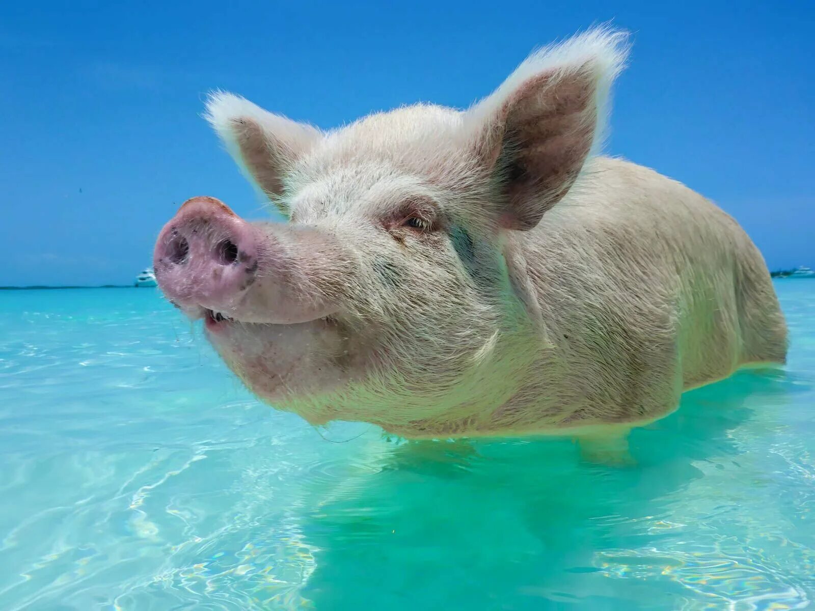 Свинка плавает. Пиг-Бич Багамские острова. Остров Пиг Бич Багамы. Багамские острова свинки купаются. Свинья.