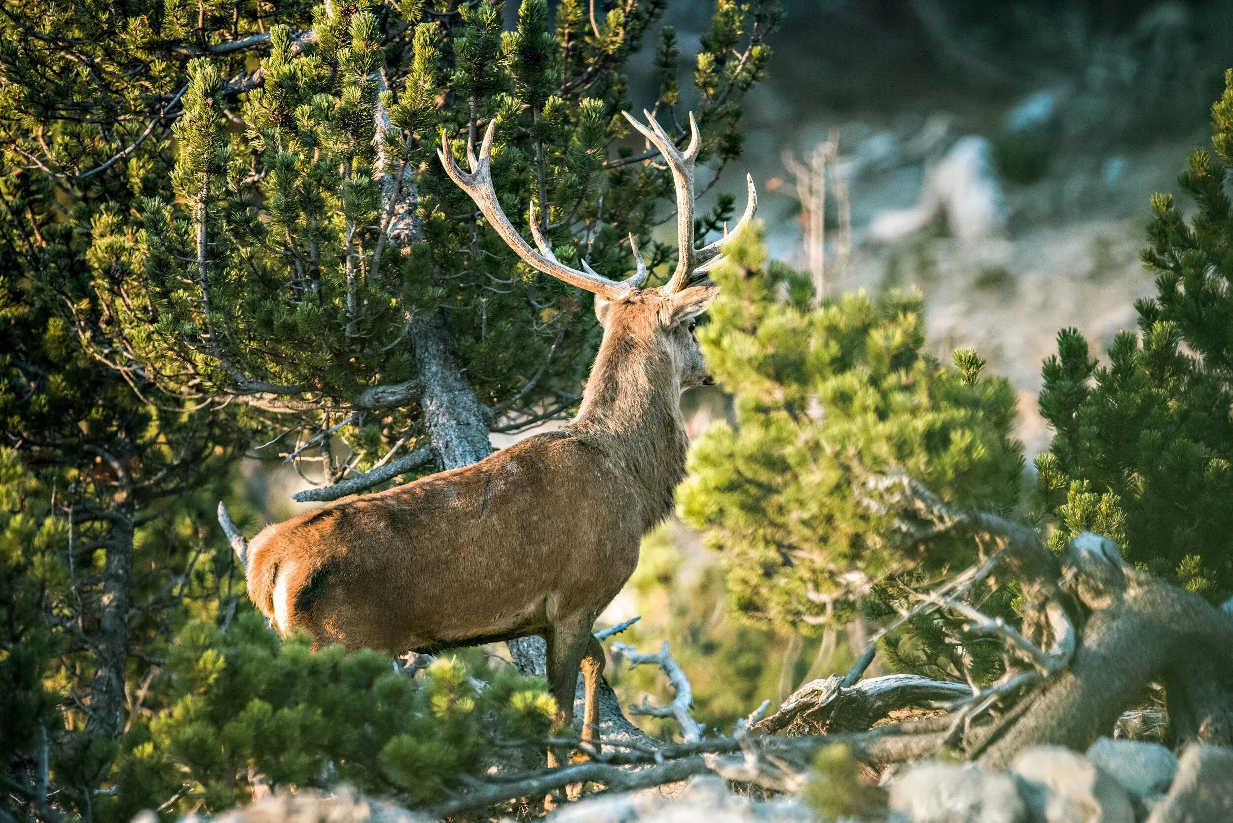 Фауна города. Фауна города. Древесный кенгуру валлаби. Приокско-террасный заповедник флора. Беловежская пуща национальный парк.