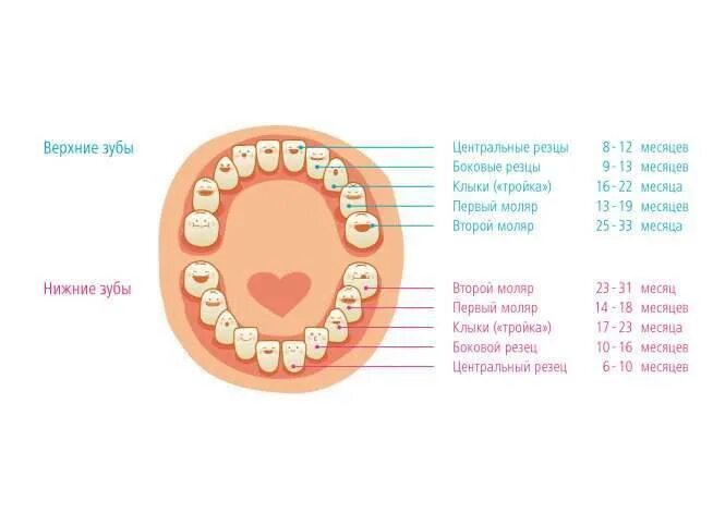 Скольки месяцев режутся зубы. Молочные зубы моляры прорезываются. Прорезывание зубов вторые коренные зубы. Температура у грудничка 4 месяца режутся зубы. Как выглядят резцы зубов у младенцев.