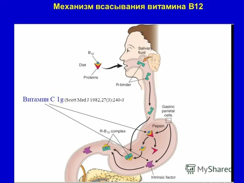 Витамин в12 заболевания. Обмен витамина в12 в организме схема. Транспорт витамина в12 в организме. Всасывание и витамин в12 в кишечнике. Метаболизм витамина б12.