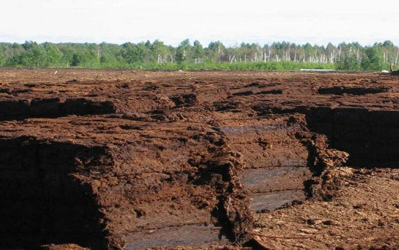 Где взять торф в природе. Торф. месторождения торфа. торфяной грунт. торфяное месторождение.