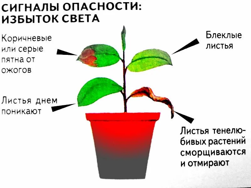 Роль светы в жизни растений. Недостаток света у растений. Избыток света для растений. Недостаток освещения у растений. Влияние освещения на растения.