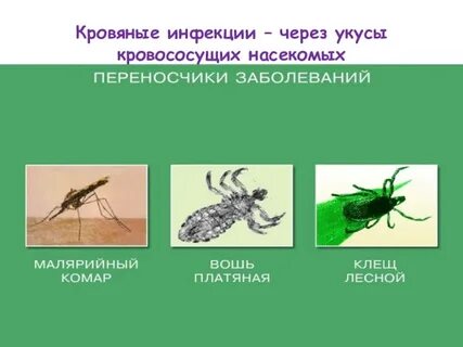 Насекомые переносчики заболеваний