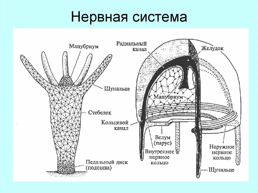 Нервная система гидры и медузы. Медцщы нерапая система. Строение медузы нервная система. Нервная система кишечнополостных схема.