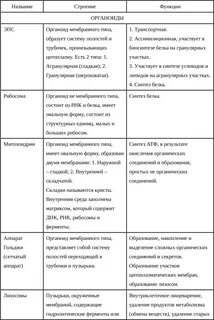 Структуры органоиды особенности строения функции