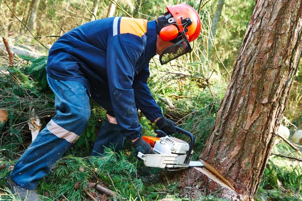 Валка леса валочной пилой хускварна. Валка деревьев бензомоторными пилами. Лесоруб спиливает дерево. Спиливание деревьев. Заготовка леса.