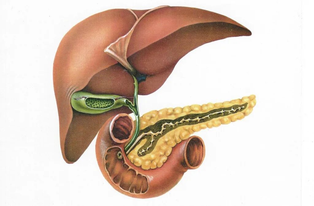 Организм без желчного пузыря. Желчный пузырь и поджелудочная железа. Анатомия расположения желчного пузыря. Печень желчный пузырь поджелудочная железа анатомия. Печень желчный пузырь поджелудочная.