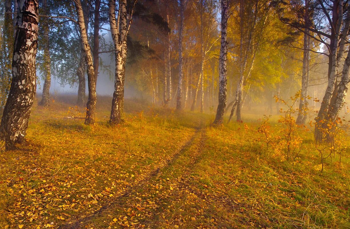 Осеннее утро картинки. Осеннее утро. Осень раннее утро. Осеннее утро пейзаж. Утро ранней осенью.