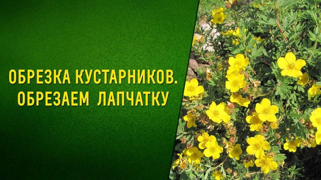 Лапчатка кустарниковая весной. Лапчатка кустарниковая обрезка. Лапчатка кустарниковая осенью. Сформированные кусты лапчатки. Лапчатка кустарниковая обрезка.