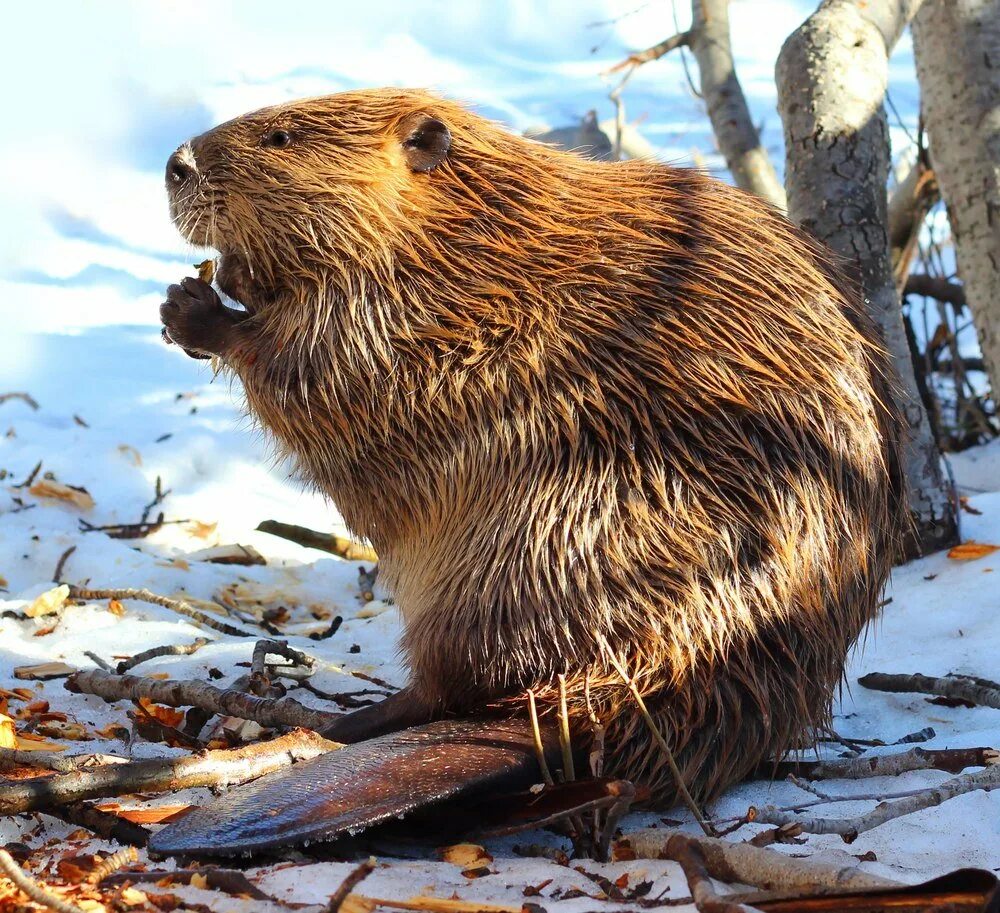 Бурые бобры. Канадский Бобр (Castor canadensis). Западносибирский обыкновенный Бобр. Западносибирский Речной Бобр. Бобр (Castor Fiber Linnaeus, 1758).