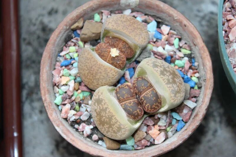 Литопсы первая линька. Литопс линька. Rugosa c 247. Полив литопсов. Голландские литопсы.