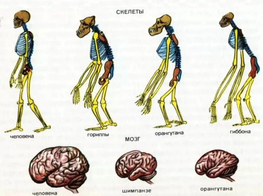 Эволюция развития мозга. Скелет шимпанзе и человека. Сходства скелета человека и обезьяны. Эволюция скелета человека. Шимпанзе и человек сходство.
