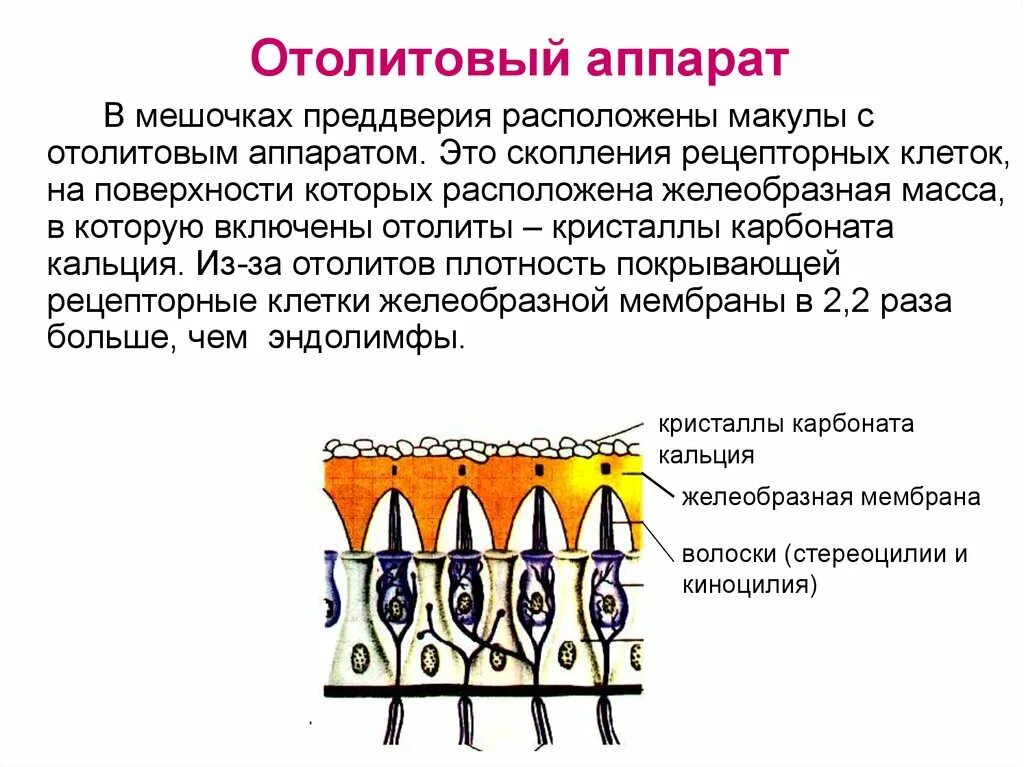 Отолитовый аппарат строение. Отолитовый Рецептор физиология. Отолитовый аппарат аппарат вестибулярный 3д. Строение отолитового рецептора.