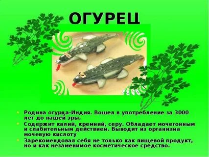 Какая польза от огурца для организма человека