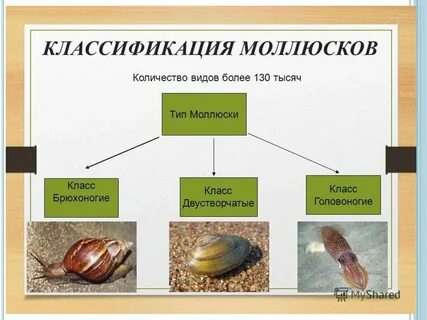 Характеристики моллюсков 7 класс