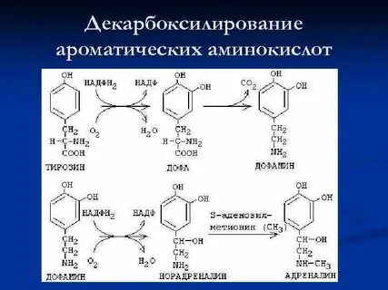 Биологическая роль декарбоксилирования аминокислот