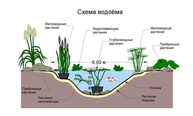 Конструкция водоема. Ярусная структура пруда. Схема растительности водоема. Разрез искусственного водоема. Водоем в разрезе.