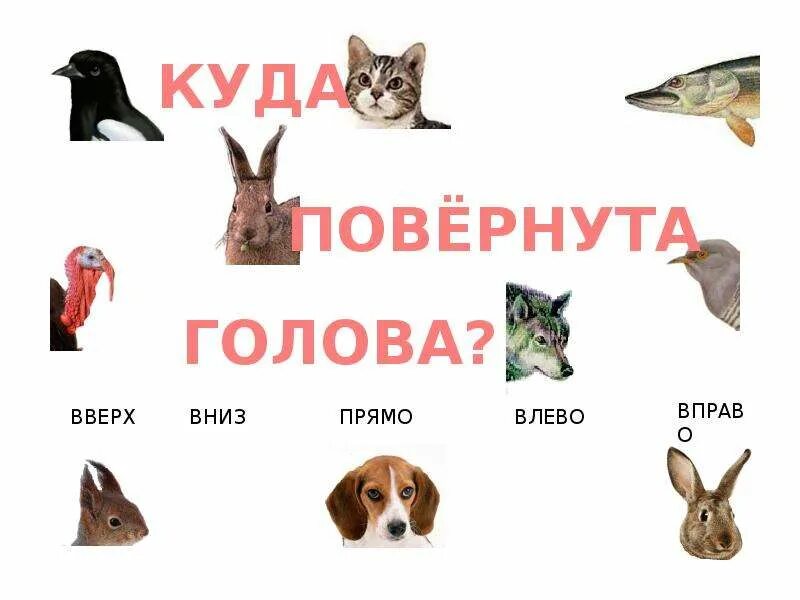 Притяжательное прилагательное картинки. Притяжательные прилагательные для дошкольников. притяжательные прилагательные для детей. притяжательные прилагательные животные. притяжательные прилагательные для дошкольников картинки.