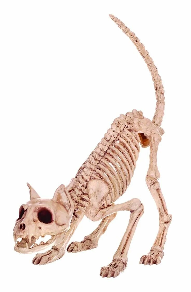 Bone bone cat