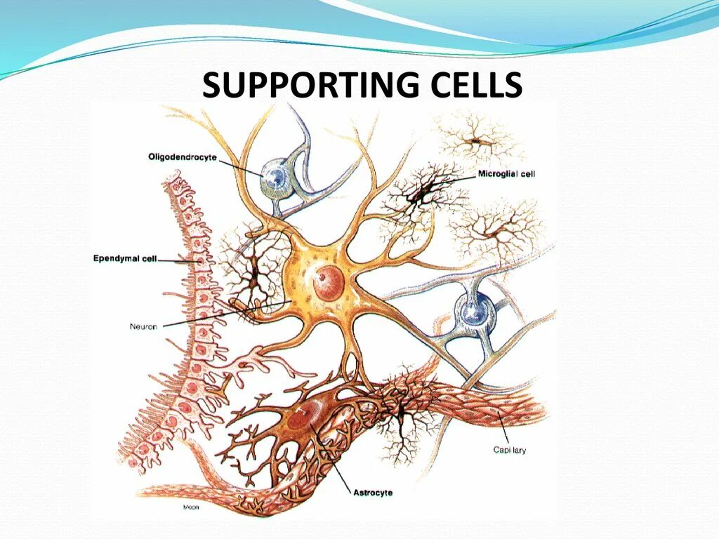 Нейроны и нейроглия. Нервная ткань Нейроны и нейроглия. Клетки глии гистология. Строение нейрона и нейроглии.