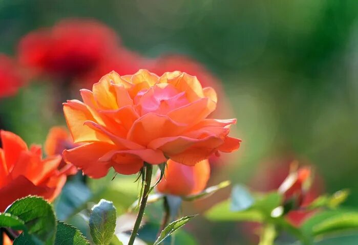 розы летом. роза амаретто флорибунда. роза саммер дэнс. розы лето 2023. розы лето 2023.