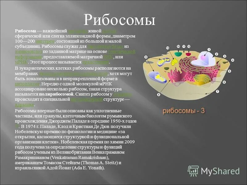 3 рибосомы. рибосомы схема рисунок. кодон рибосомы. строение рибосомы клетки рисунок. рибосомы рисунок.