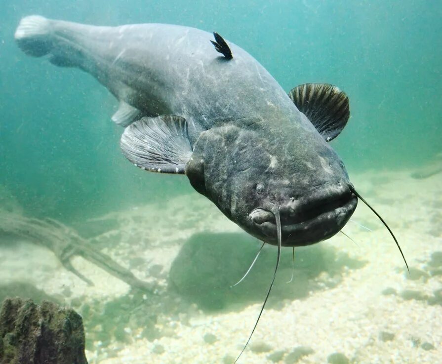 сомик речной. морской сомик. сом обыкновенный silurus glanis. Silurus glanis рыба. обыкновенный (европейский) сом.