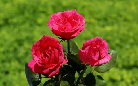 Pink rose red