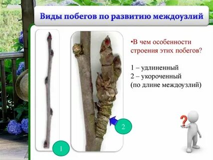 Побеги по длине