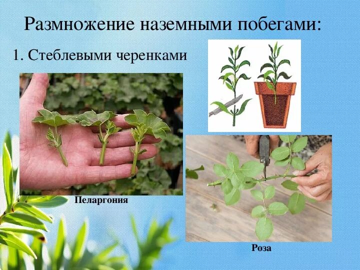 Презентация на тему: "Соотнесите понятия 1.Гаметофит А) Растение, на котором обр