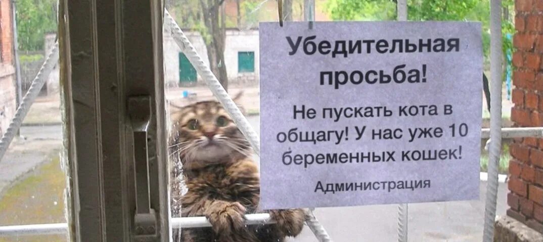 Котов не пускать. Кота в общагу не пускать. Не пускайте кота. Просьба не пускать кота в общагу.