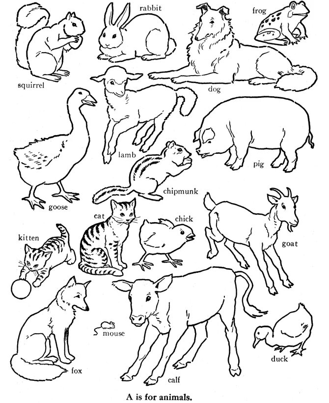 Нарисовать животное 3 класс английский язык. Раскраски животных. Раскраски. Животные. Рисунки животных для детей. Раскраски животные для детей.