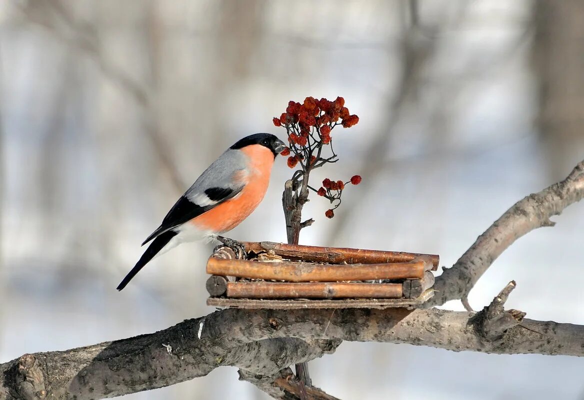 снегири и синички в кормушке. снегири на кормушке зимой. снегирь и снегириха. кормушка для птиц. снегири на кормушке зимой.