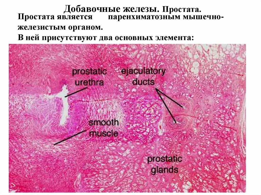 Простата мышечно железистый. Железистая ткань простаты. Предстательная железа гистология. Мышечная ткань предстательной железы.