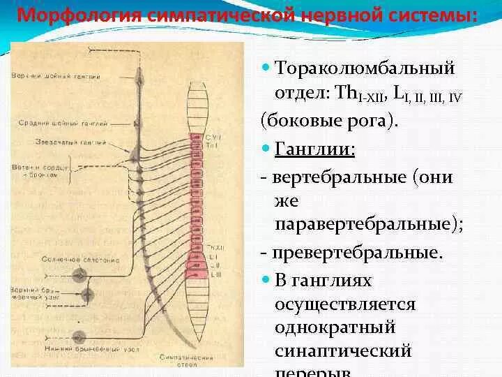 Работа симпатического нерва. Паравертебральные симпатические ганглии. Симпатическая нервная система ганглии схема. Ганглии симпатического отдела. Ганглии симпатической нервной.