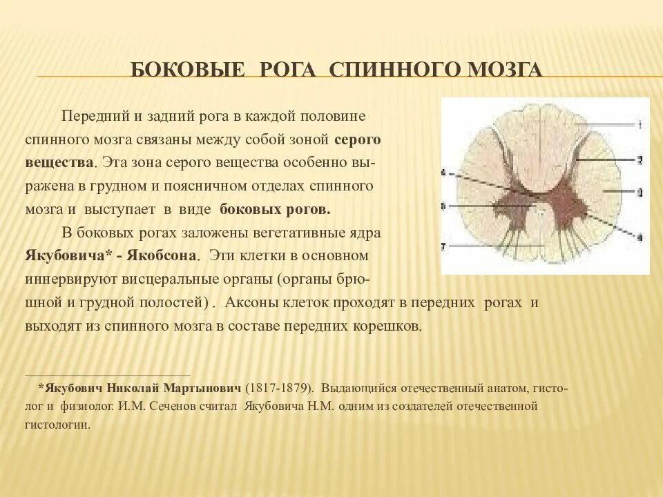 Какие нейроны в рогах спинного мозга. Функции передних и задних Рогов спинного мозга. Функции задних Рогов серого вещества спинного мозга. Ядра заднего рога спинного мозга. Структура спинного мозга задние рога.