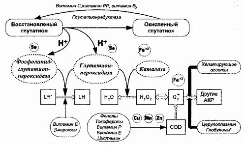 Антиоксидантные ферменты. Ферментативная антиоксидантная система схема. Схема действия антиоксидантов. Ферменты антиоксидантной системы схема. Антиоксидантная защита схема биохимия.