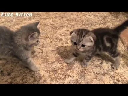 Кот 2 видео