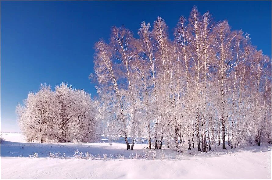 Яблони в цвету. Морозная зима в узбекистане. Деревья окутанные в свои белые ризы. Зимние деревья. Тут было тихо и торжественно деревья.