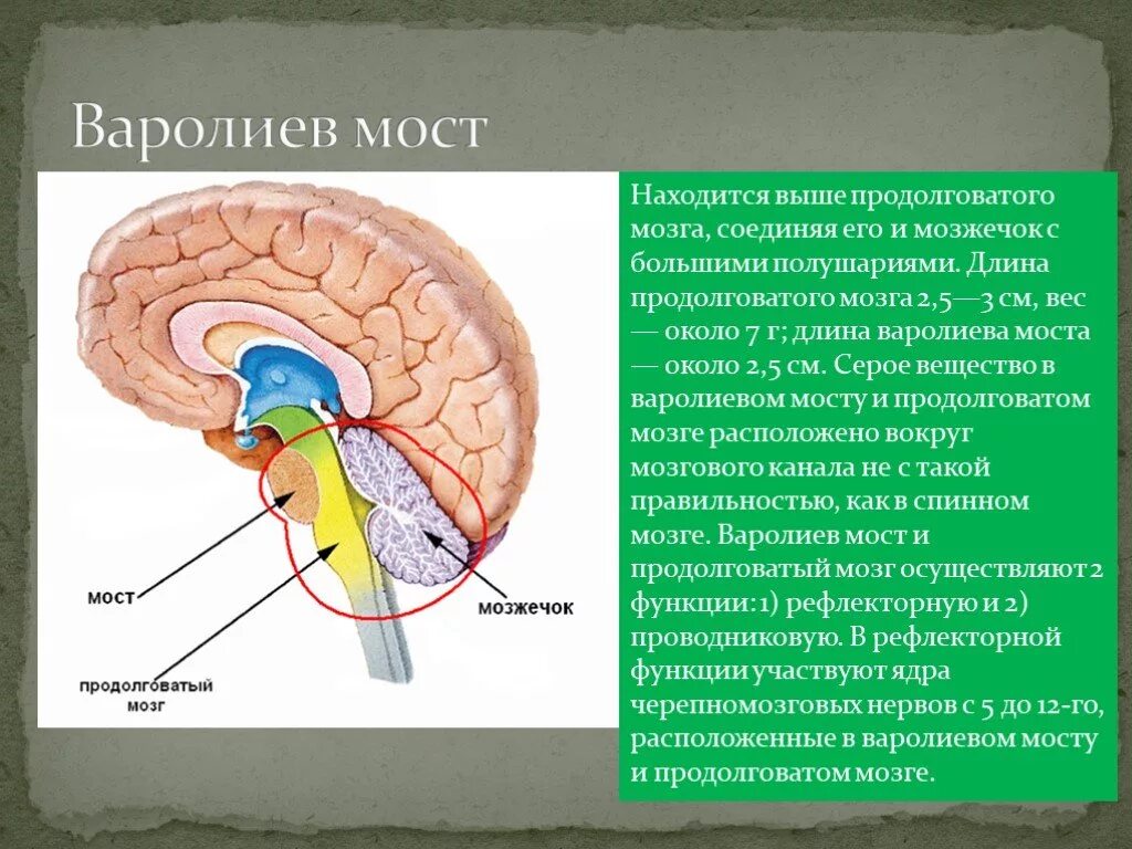 Мост мозга кратко. Функции головного мозга варолиев мост. Строение мозга варолиев мост. Головной мозг строение варолиев мозг. Отделы головного мозга варолиев мост.
