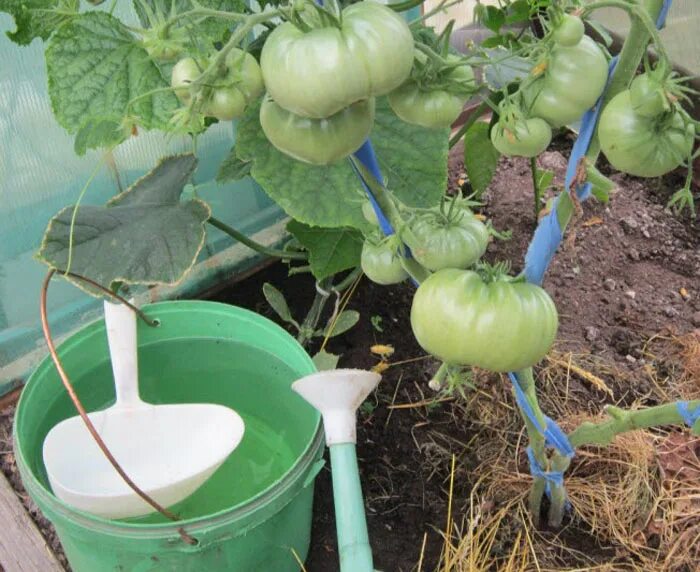 Можно ли подкармливать помидоры. Удобрение для томатов. Поливаем помидоры. Подкормка помидор в теплице. Полив овощных культур.