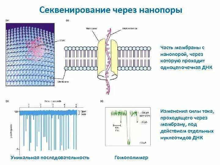 Секвенирование нуклеотидов. Секвенирование через Нанопоры. Секвенирование третьего поколения Oxford Nanopore. Нанопоровое секвенирование ДНК. Нанопоровые сиквенаторы индивидуальных геномов.