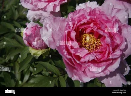 Close up of a budding pink peony flower blossom ready to bloom. 