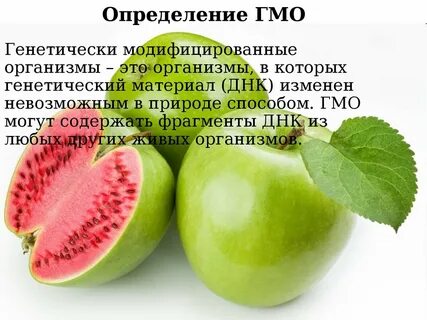 Гмо презентация
